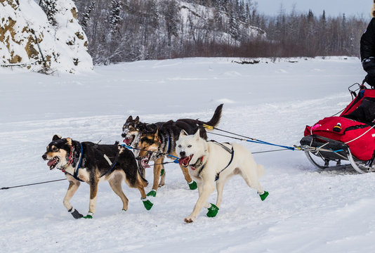 Iditarod sled dogs