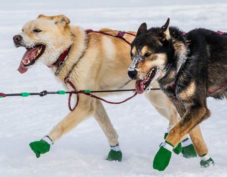 Iditarod sled dogs