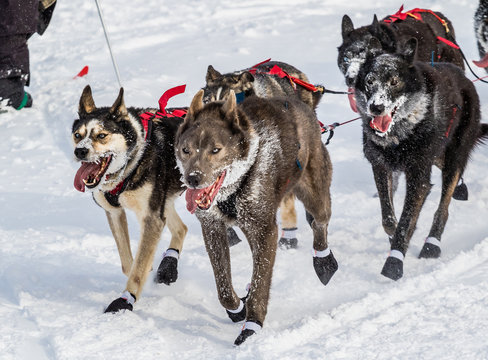 Iditarod sled dogs