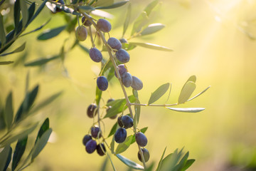Olive tree with fruits, natural sunny agricultural food  background