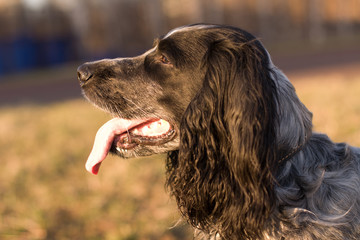 Russian spaniel at the evening sun closeup on the ground backing