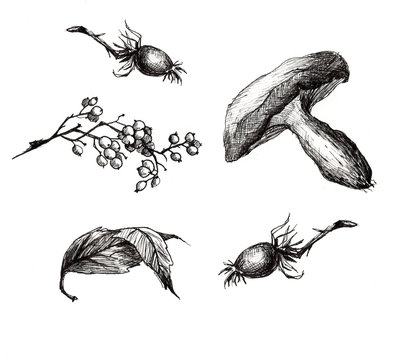 Set of linear drawing mushroom 