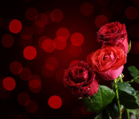 Obraz na płótnie Canvas Valentine Roses