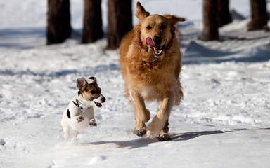 two gods play in the snow