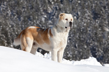 asian sheeper dog in the snow