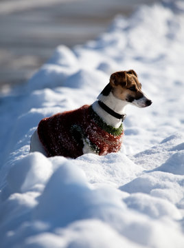 Jack Russell Terrier In The Snow