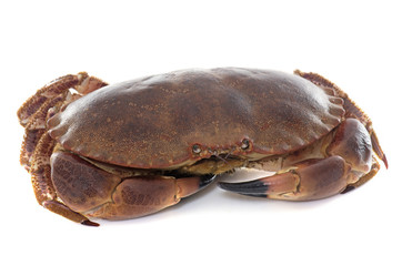 edible brown crab