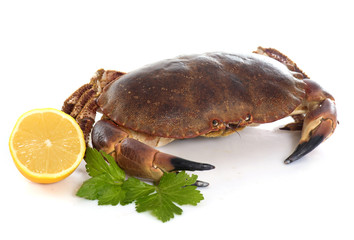 edible brown crab