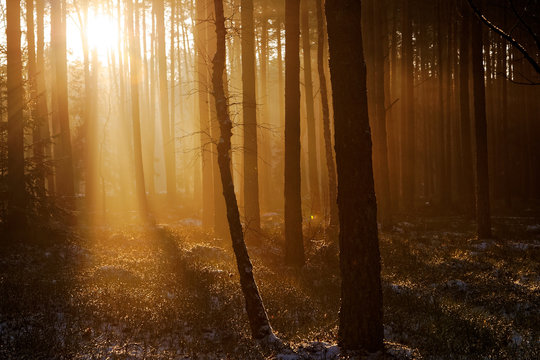Fototapeta Sunrise in winter forest