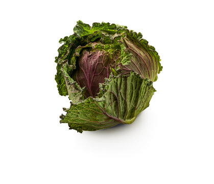 Organic Cabbage Janking