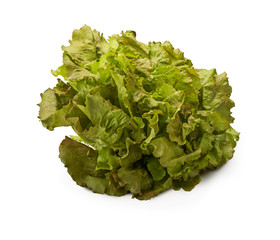 Organic Lettuce Red Batavia