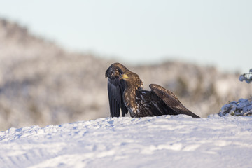 White-tailed eagle.