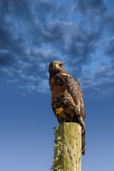 forest buzzard