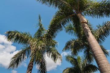 Obraz na płótnie Canvas Alexander palm trees against blue sky