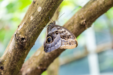 Butterfly with Eyespot on Brown Limb