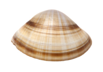 Clam shell isolated