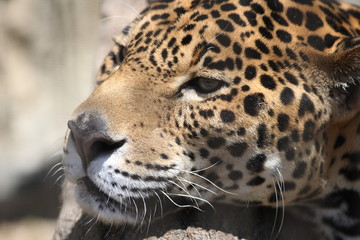 ジャガー