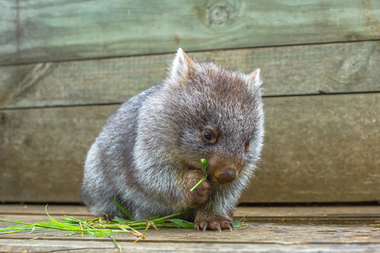 Little Wombat Eating