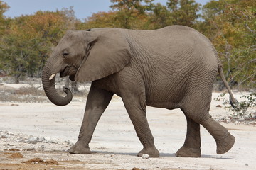 Elephant crossing in Etosha, Namibia