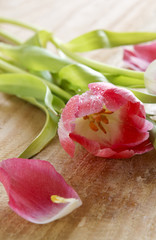 Fototapeta na wymiar Bouquet of beautiful pink tulips .