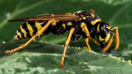 Eastern Yellowjacket on a Leaf