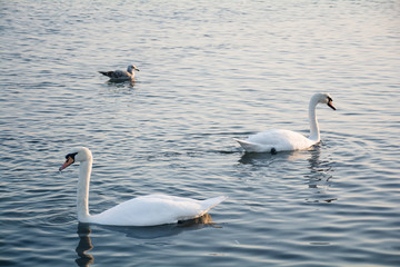 Beautiful white swans swimming in winter sea