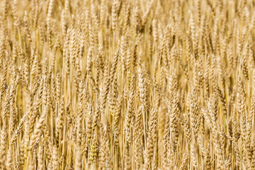 background of ripe wheat eared