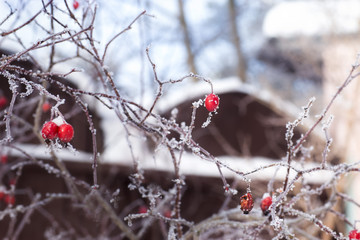 Berry wild rose, winter