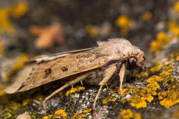 Lunar underwing moth (Omphaloscelis lunosa). An autumnal moth in the family Noctuidae, seen in profile at rest
