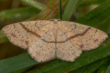 Maiden's blush (Cyclophora punctaria) moth. An attractive moth in the family Geometridae
