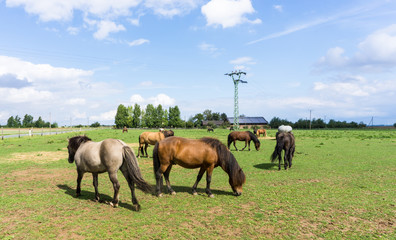 Naklejka na ściany i meble horses. farm animals on meadow