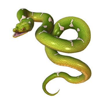 Green Tree Python on White
