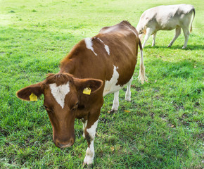 Fototapeta na wymiar Cow grazing on a green field