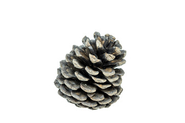 Christmas pine cones