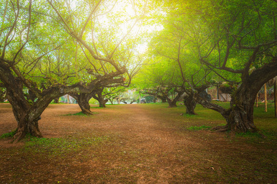 Plum tree in ang khang, Chiang mai, Thailand.