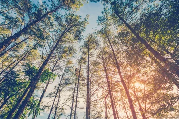 Photo sur Aluminium Arbres Pin dans la forêt naturelle et la lumière du soleil avec ton vintage.