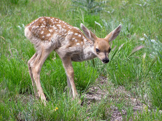 A young Fawn in Grass looking at the camera