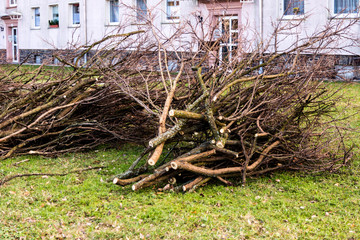 Obraz premium Gehölzschnitt von Sträuchern