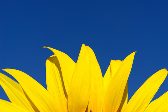 Sunflower and  blue sky