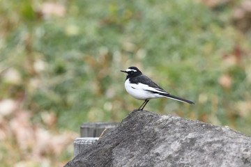 セグロセキレイ