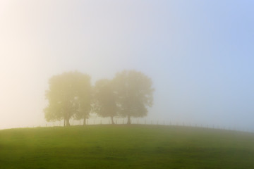 Fototapeta na wymiar trees on a hill on foggy morning