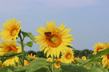 Monarch on a sunflower
