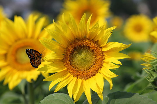 Monarch on a sunflower
