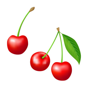 Cherry red berry isolated illustration vector