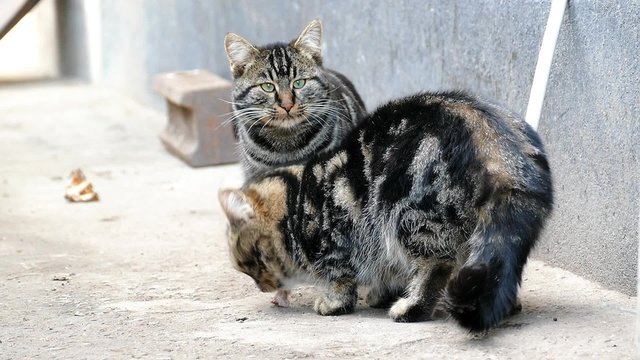 Два кота едят,курица их отпугивает