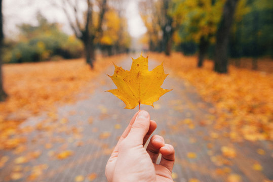 Hand holding a yellow leaf in the park