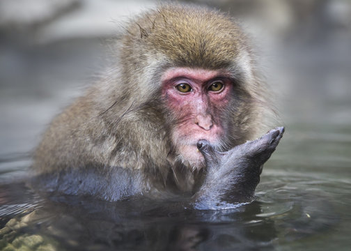 Close up of snow monkey sitting in a hot spring