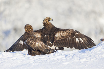 Fototapeta premium Golden eagles fighting.