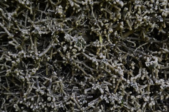 Gradierwerk (saltwork) Bad Sooden-Allendorf miejsce  zdrowego powietrza