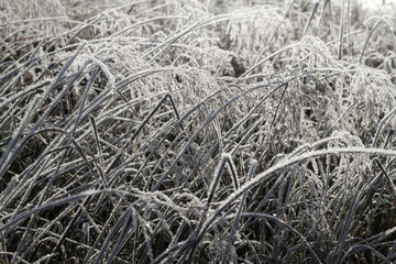 Frozen grass